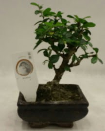Kk minyatr bonsai japon aac  Ankara sincan iek gnderme 