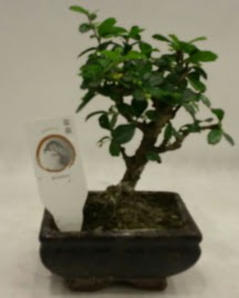 K���k minyat�r bonsai japon a�ac�  Ankara sincan �i�ek g�nderme 