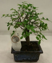 Minyatr ithal japon aac bonsai bitkisi  Ankara gimat iek sat 