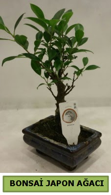 Bonsai japon a�ac� saks� bitkisi  Ankara �mitk�y �i�ek servisi , �i�ek�i adresleri 