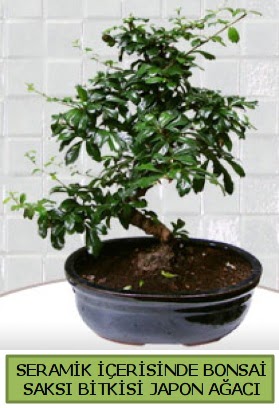 Seramik vazoda bonsai japon a�ac� bitkisi  Ankara laleg�l �i�ek sipari�i sitesi 