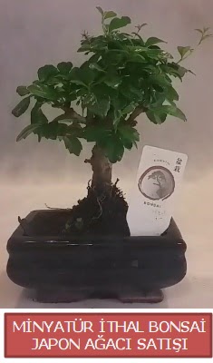 Kk grsel bonsai japon aac bitkisi  Ankara etimesgut iek , ieki , iekilik 