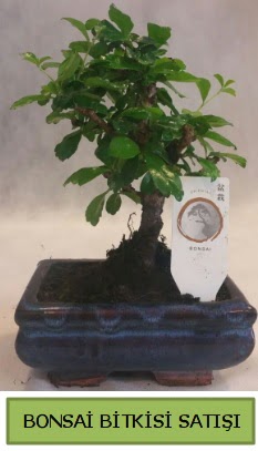 Bonsai ithal g�rsel minyat�r japon a�ac�  Ankara demetevler ucuz �i�ek g�nder 