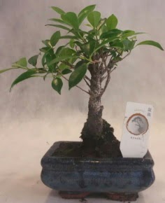 Bonsai a�ac� japon a�a� bitkisi  Ankara bat�kent �i�ek yolla 