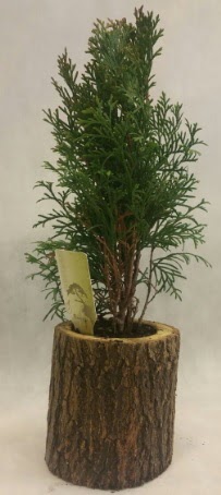 SINIRLI STOK Selvi Bonsai Do�al k�t�kte  Ankara yenimahalle �nternetten �i�ek sipari�i 
