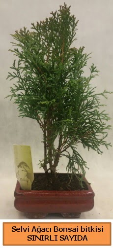 Selvi aac bonsai japon aac bitkisi  Ankara gimat iek sat 