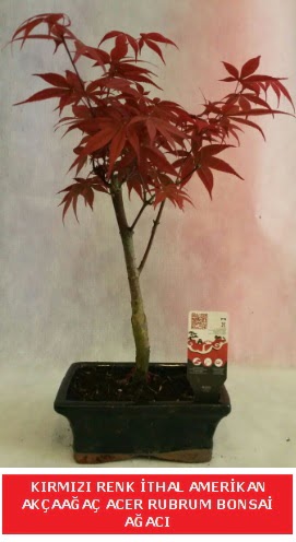�THAL ACER RUBRUM BONSA� A�ACI  Ankara ostim �i�ek g�nderme sitemiz g�venlidir 