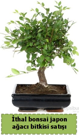 thal bonsai saks iei Japon aac sat  Ankara yenimahalle nternetten iek siparii 