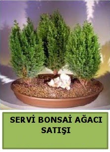 BONSA� 3 L� SERV� BONSA� A�ACI  Ankara eryaman �i�ek�i telefonlar� 
