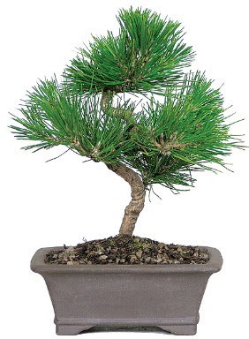 �am a�ac� bonsai japon a�ac� bitkisi  Ankara sincan �i�ek g�nderme 