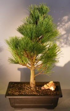 �am a�ac� japon a�ac� bitkisi bonsai  Ankara eryaman �i�ek�i telefonlar� 