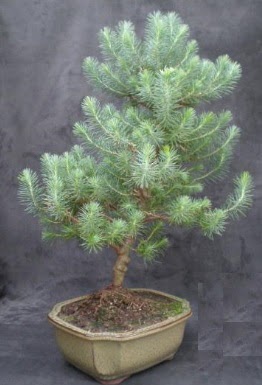Bonsai �am a�ac� japon a�ac� bitkisi  Ankara ostim �i�ek g�nderme sitemiz g�venlidir 