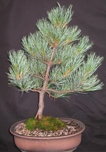 Bonsai �am a�ac� japon a�ac� bitkisi  Ankara laleg�l �i�ek sipari�i sitesi 