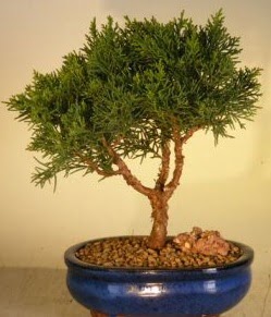 Servi am bonsai japon aac bitkisi  Ankara batkent iek yolla 