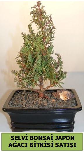 Selvi �am japon a�ac� bitkisi bonsai  Ankara eryaman �i�ek�i telefonlar� 
