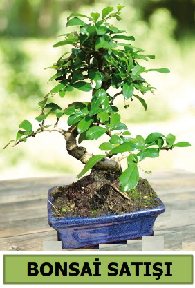 am bonsai japon aac sat  Ankara gimat iek sat 