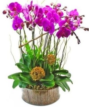 Ahap ktkte lila mor orkide 8 li  Ankara karacakaya internetten iek sat 