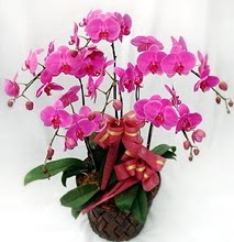 Sepet ierisinde 5 dall lila orkide  Ankara demetevler ucuz iek gnder 