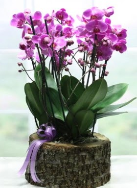 Ktk ierisinde 6 dall mor orkide  Ankara demetevler ucuz iek gnder 