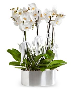Be dall metal saksda beyaz orkide  Ankara batkent iek yolla 