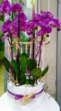 Seramik vazoda 4 dall mor lila orkide  Ankara yenimahalle online iek gnderme sipari 