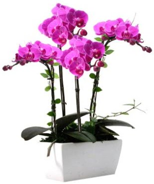 Seramik vazo ierisinde 4 dall mor orkide  Ankara gimat iek sat 