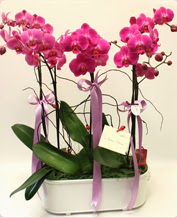 Beyaz seramik ierisinde 4 dall orkide  Ankara demetevler ucuz iek gnder 