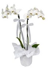 2 dall beyaz orkide  Ankara kardelen gvenli kaliteli hzl iek 