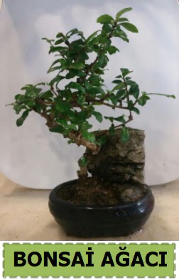 Bonsai a�ac� japon a�ac� sat���  Ankara ivedik hediye �i�ek yolla 