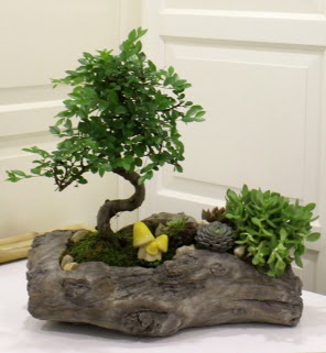 A�a� k�t�k i�erisinde bonsai ve sukulent  Ankara ostim �i�ek g�nderme sitemiz g�venlidir 