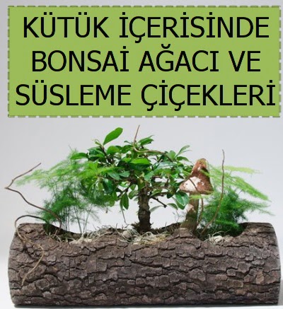 K�t�k i�erisinde bonsai japon a�a� bitkisi  Ankara gimat �i�ek sat��� 