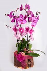 4 dall ktk ierisibde mor orkide  Ankara gimat iek sat 