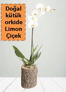 Do�al k�t�kte tek dall� beyaz orkide  Ankara eryaman �i�ek�i telefonlar� 