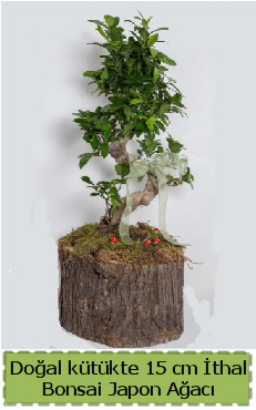 Doal ktkte thal bonsai japon aac  Ankara sincan iek gnderme 