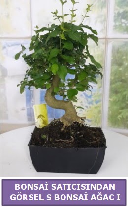 S dal erilii bonsai japon aac  Ankara gimat iek sat 
