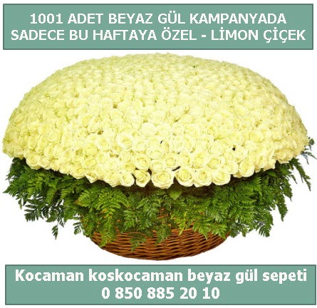1001 adet beyaz g�l sepeti �zel kampanyada  Ankara ostim �i�ek g�nderme sitemiz g�venlidir 