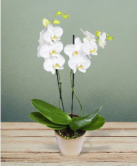 ift dall beyaz orkide sper kalite  Ankara sincan iek gnderme 