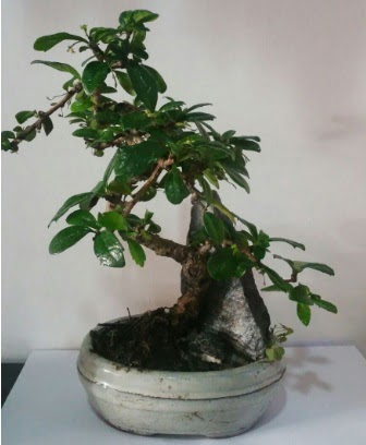 S eklinde ithal bonsai aac  Ankara batkent iek yolla 