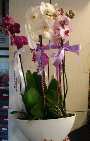 Mor ve beyaz ve pembe 6 dall orkide  Ankara demetevler ucuz iek gnder 