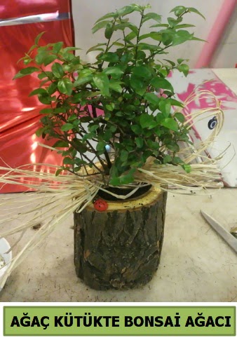 Do�al a�a� k�t�k i�erisinde bonsai a�ac�  Ankara ostim �i�ek g�nderme sitemiz g�venlidir 