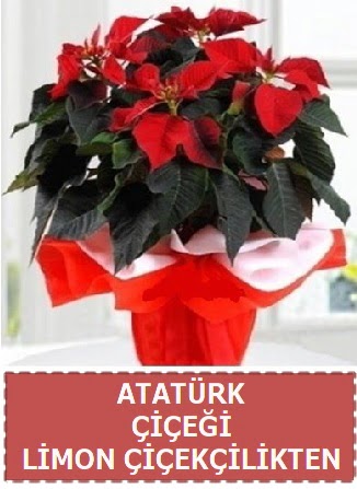 Atat�rk �i�e�i saks� bitkisi  Ankara gimat �i�ek sat��� 