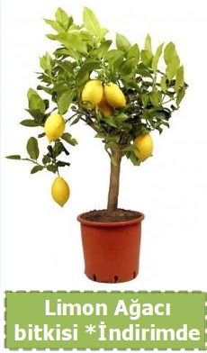 Limon a�ac� bitkisi Ev i�in limon bitkisi  Ankara etimesgut �i�ek , �i�ek�i , �i�ek�ilik 