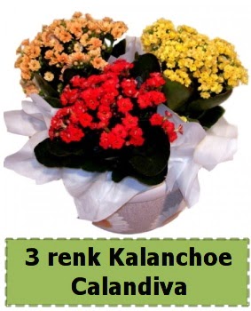 3 renk Kalanchoe Calandiva saks� bitkisi  Ankara sincan �i�ek g�nderme 