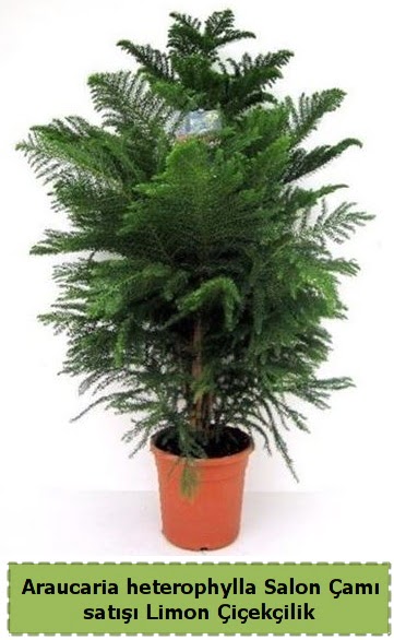 Salon �am� Sat��� Araucaria heterophylla  Ankara gimat �i�ek sat��� 