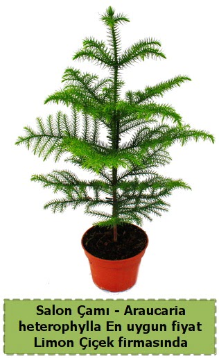 Araucaria heterophylla Salon �am� tek dall�  Ankara gimat �i�ek sat��� 