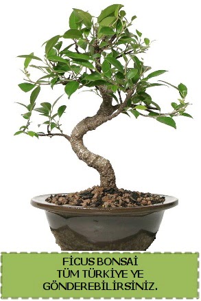 Ficus bonsai  Ankara ostim �i�ek g�nderme sitemiz g�venlidir 