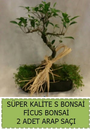 Ficus S Bonsai ve arap sa��  Ankara eryaman �i�ek�i telefonlar� 