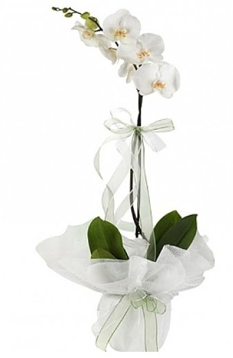 Tekli Beyaz Orkide  Ankara ivedik hediye iek yolla 
