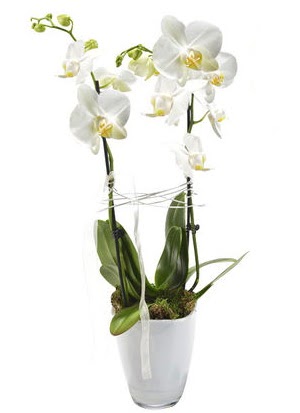 2 dall beyaz seramik beyaz orkide sakss  Ankara ostim iek gnderme sitemiz gvenlidir 