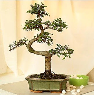 Shape S bonsai  Ankara yenimahalle nternetten iek siparii 